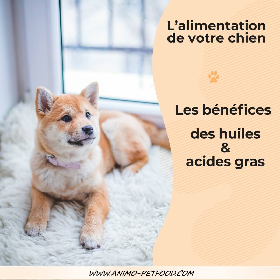 nutrition-chien-alimentation-huiles-et-graisses